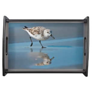 Sanderling (Calidris Albe) Feeding On Wet Beach Serving Tray