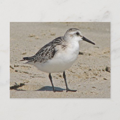 Sanderling Postcard