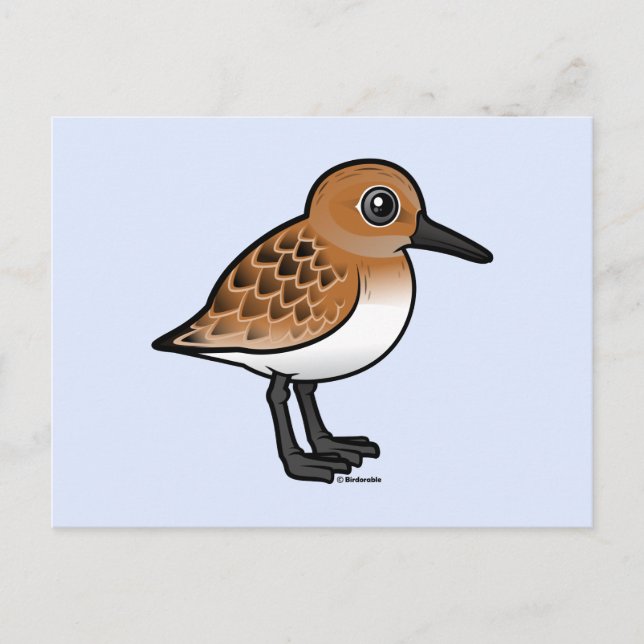 Sanderling Postcard (Front)
