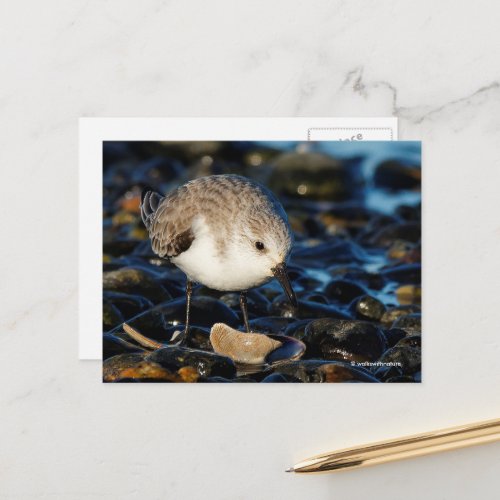 Sanderling Sandpiper Dines on Clam at Beach Postcard