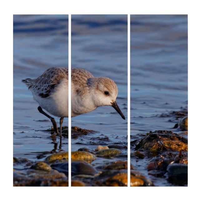 Sanderling Shorebird Sandpiper Strolling the Beach Triptych (Front)