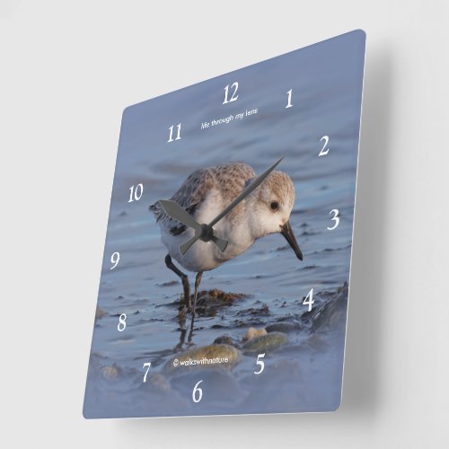 Sanderling Shorebird Strolling a Winter Beach Square Wall Clock