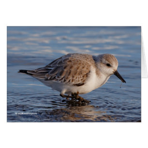 Sanderling Wades Through Wintry Waters Cards