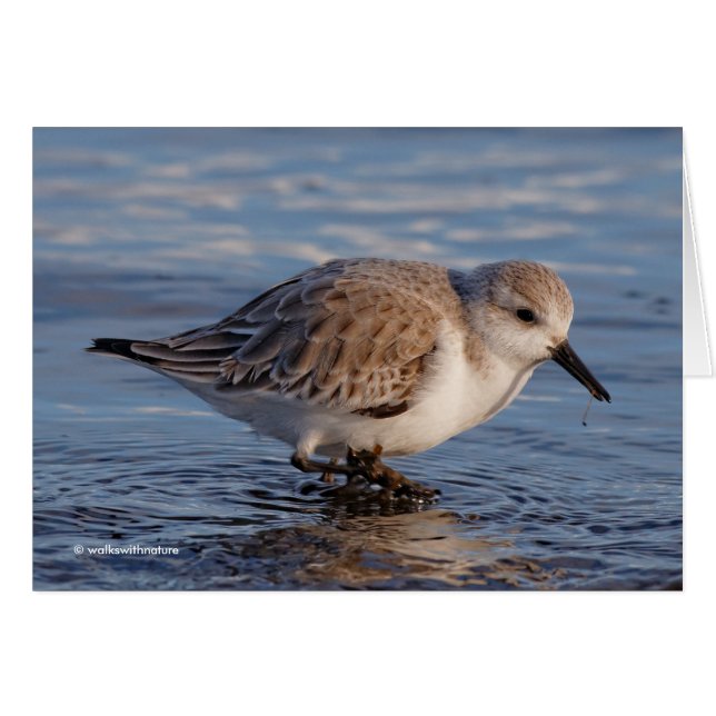 Sanderling Wades Through Wintry Waters Cards (Front Horizontal)