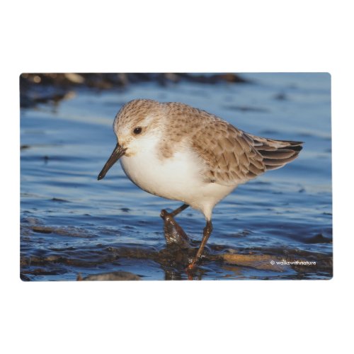 Sanderling Wanders Wintry Shores Placemat