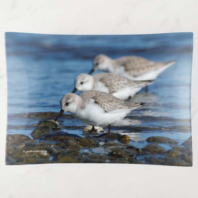 Sanderlings Feasting in Staggered Synchronicity Trinket Tray (Front)