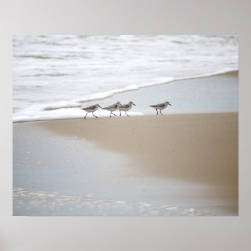 Sanderlings Walking on the Beach Color 16x20  Poster