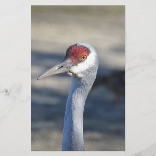 Sandhill Crane (Front)