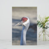 Sandhill Crane (Standing Front)