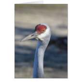 Sandhill Crane (Front)