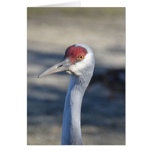 Sandhill Crane (Front)