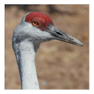 Sandhill Crane Acrylic Art Print