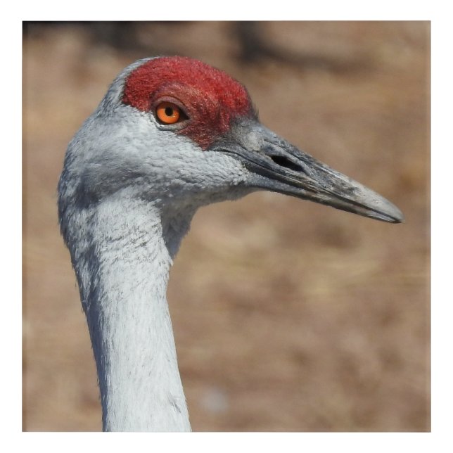 Sandhill Crane Acrylic Art Print (Front)