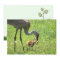 Sandhill Crane and Colt (chick) Flat Card