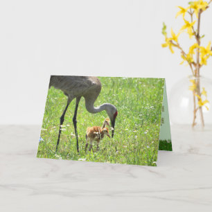Sandhill Crane and Colt (chick) in flower field Card