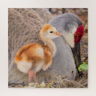 Sandhill crane and cute chick