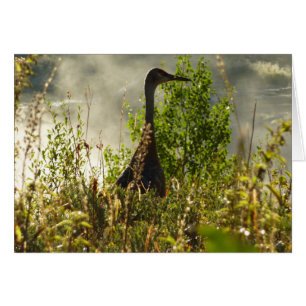 Sandhill Crane at Moose Ponds in Grand Teton Cards
