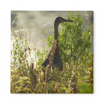 Sandhill Crane at Moose Ponds in Grand Teton Magnet