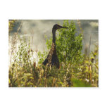 Sandhill Crane at Moose Ponds in Grand Teton Postcard