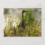 Sandhill Crane at Moose Ponds in Grand Teton Postcard