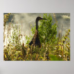 Sandhill Crane at Moose Ponds in Grand Teton Poster