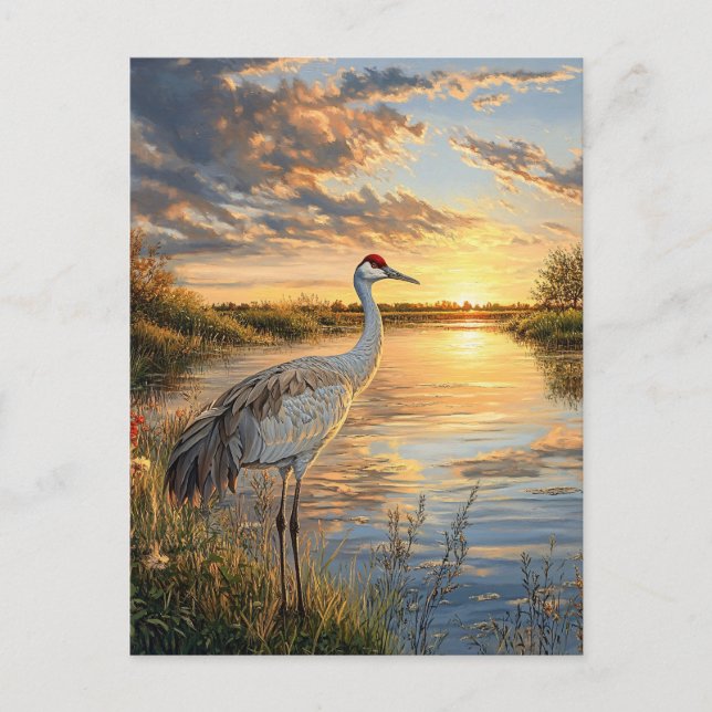 Sandhill Crane at Sunset Postcard (Front)