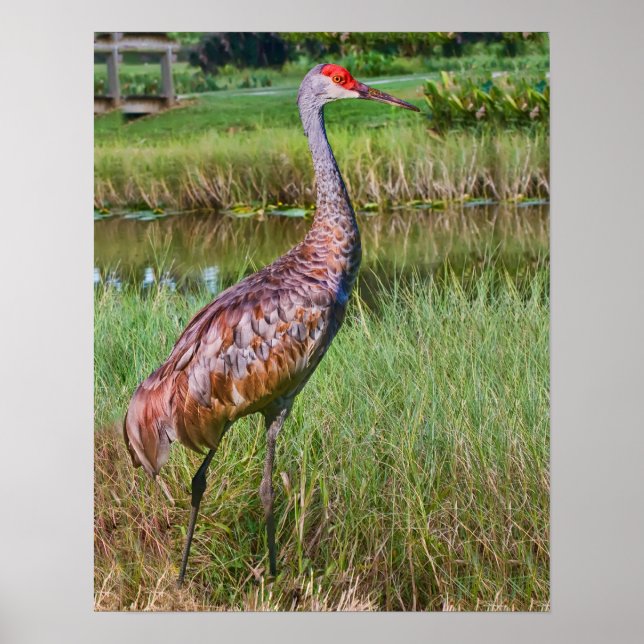 Sandhill Crane at the Pond Poster (Front)