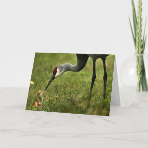 Sandhill Crane & Baby note card