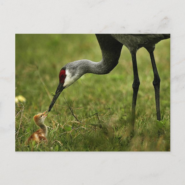 Sandhill Crane & Baby postcard (Front)