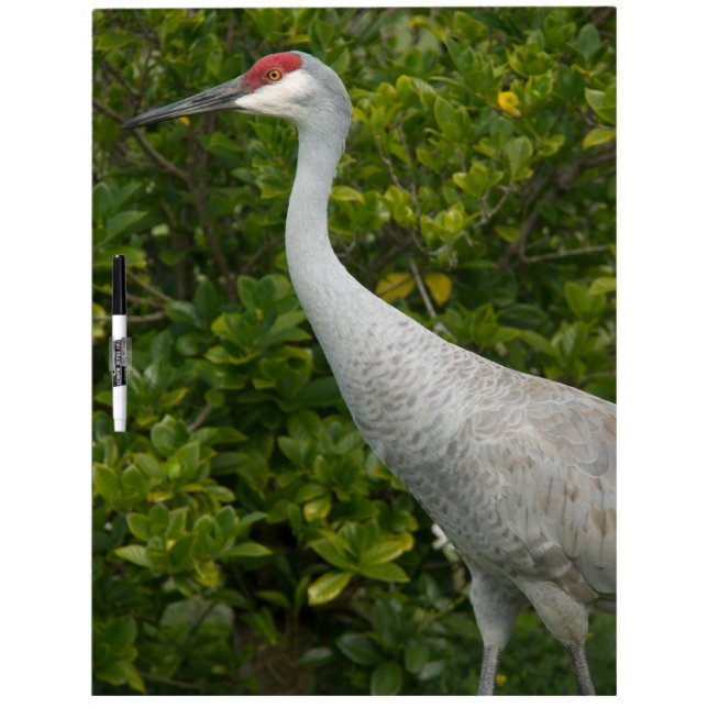 Sandhill Crane Bird Photo Dry-Erase Board (Front)