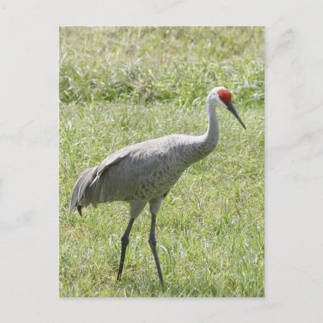 Sandhill Crane Bird Photo Postcard (Front)