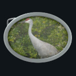 Sandhill Crane Bird Photograph Belt Buckle<br><div class="desc">A photograph of a beautiful a Florida Sandhill Crane posing for a picture on a sunny day on a belt buckle</div>