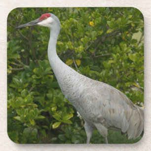 Sandhill Crane Bird Photograph Beverage Coaster