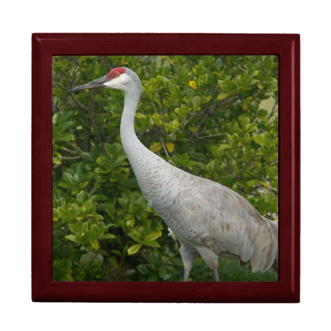 Sandhill Crane Bird Photograph Jewelry Box (Front)