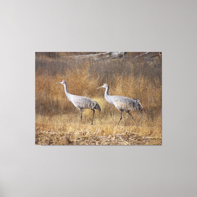 Sandhill Crane Birds Wildlife Animals Photography Canvas Print (Front)