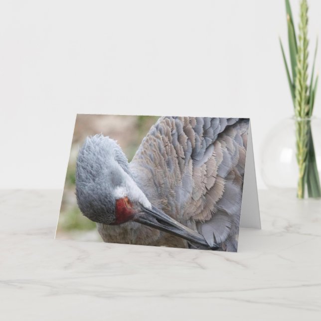 Sandhill Crane Blank Note Card (Front)