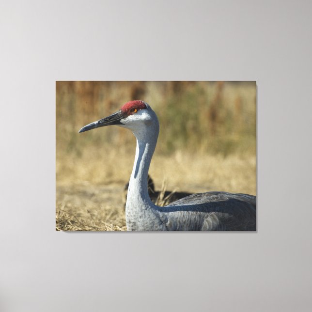 Sandhill Crane Canvas Print (Front)