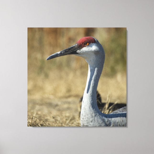 Sandhill Crane Canvas Print (Front)
