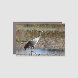 Sandhill Crane