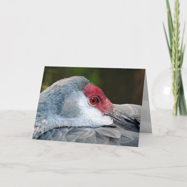 Sandhill Crane Card (Front)