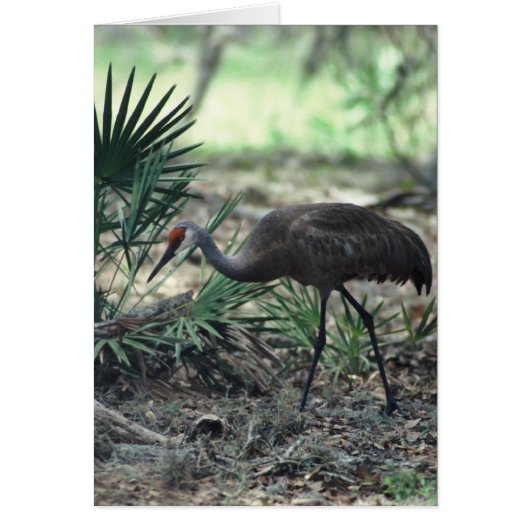 Sandhill Crane Cards (Front)
