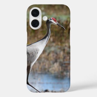 Sandhill Crane