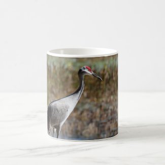 Sandhill Crane