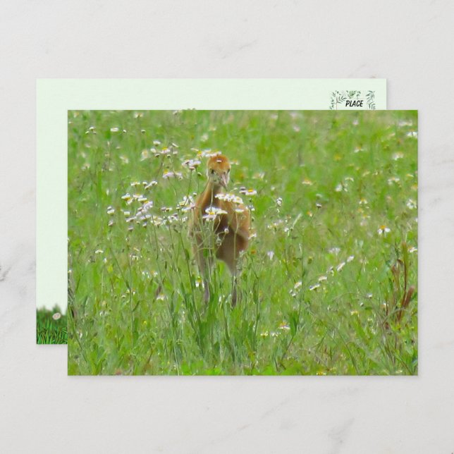 Sandhill Crane Colt (chick)  Postcard (Front/Back)