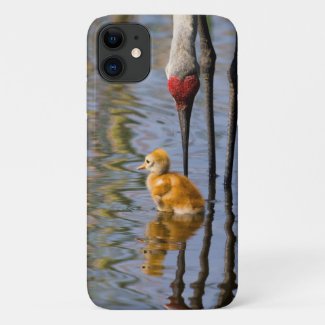 Sandhill crane cute baby bird