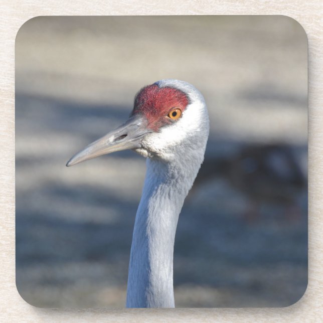 Sandhill Crane Drink Coaster (Front)
