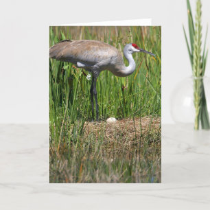 Sandhill Crane & Egg note card