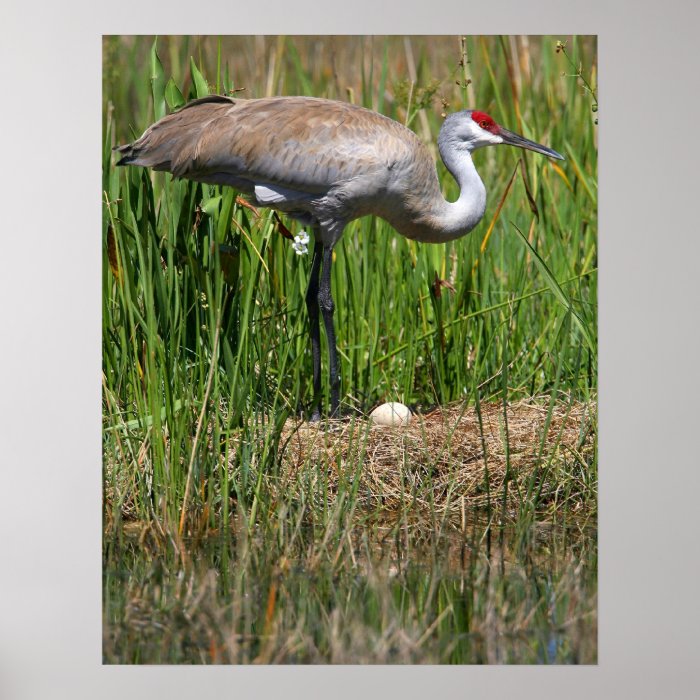 Sandhill Crane & Egg print