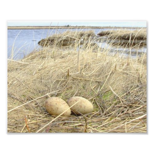 Sandhill Crane Eggs Photo Print