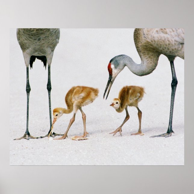 Sandhill Crane Famiy print (Front)